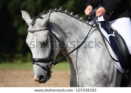 Gray sport horse portrait during dressage competition