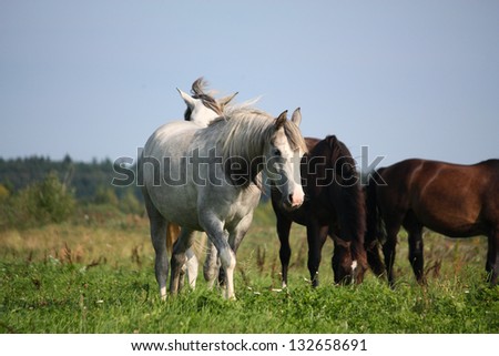 Two white horses walking at the field together