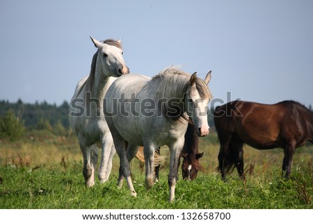 Two white horses walking at the field together