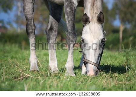 Gray horse eating grass at the pasture in summer