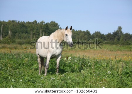 White horse portrait at the pasture in summer