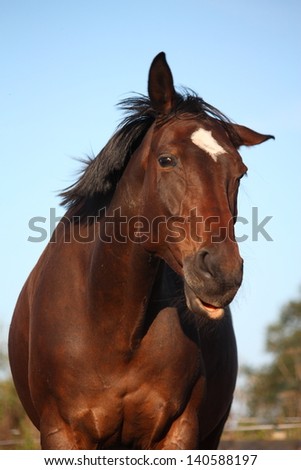 Funny brown horse shaking head on sky background in summer
