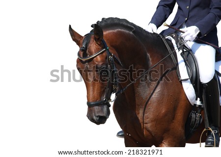 Bay horse portrait during dressage competition isolated on white