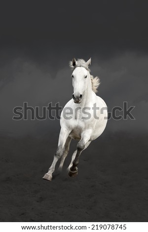 White horse running free at night scene