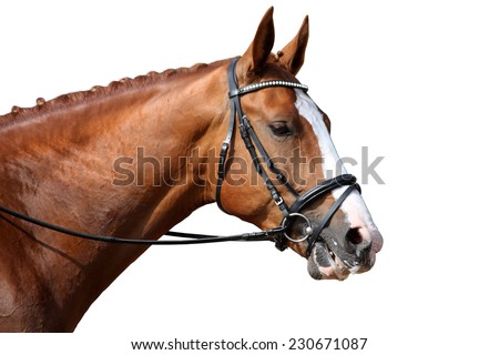 Chestnut sport horse portrait isolated on white background