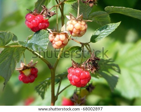 Raspberries on plant