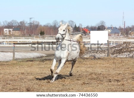 white horse wallpaper. a horse wallpapers and. NT1440