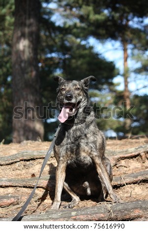 Dark brown mixed breed dog sitting in the forest