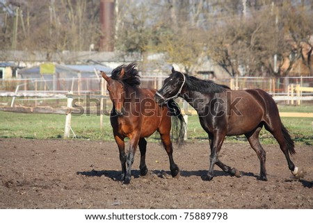 Black and brown horses running and black horse biting brown one