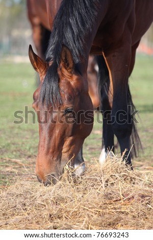 Brown horse eating hay