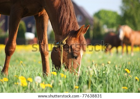 Brown horse eating grass on the field with yellow flowers