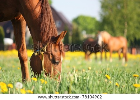 Brown horse eating grass on the field with dandelions