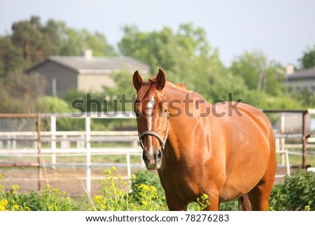 Chestnut horse with white stripe and headcollar portrait