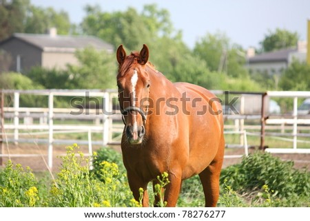 Chestnut horse with white stripe and head collar portrait
