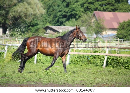 Brown horse running at the field