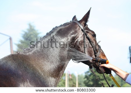 Horses Being Washed