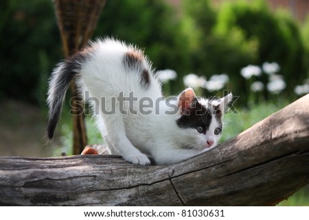 Small white kitten with black spots scratching nails on tree