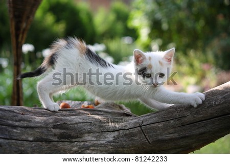 Small white kitten scratching tree branch
