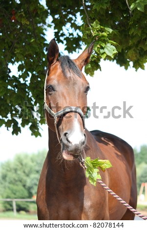 Bay horse eating tree leaves