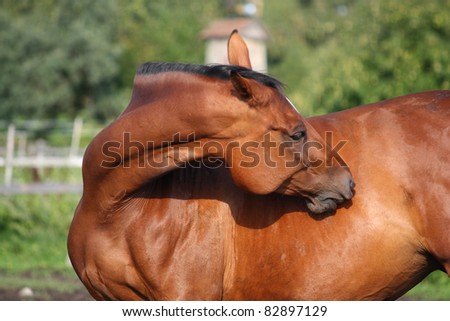 horse biting