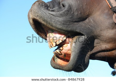 stock-photo-close-up-of-horse-teeth-84867928.jpg