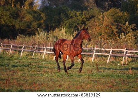 Brown horse cantering at the field near the fence
