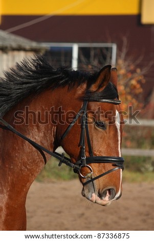 Bay Horse Bridle