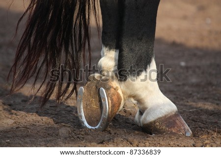 Black and white horse hoofs with horseshoe