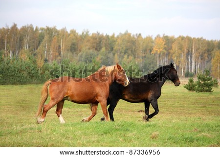 Black Horses Trotting