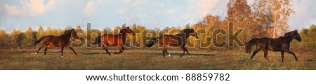 Panorama of four horses galloping at the field in autumn
