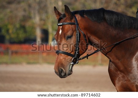 Bay Horse Bridle