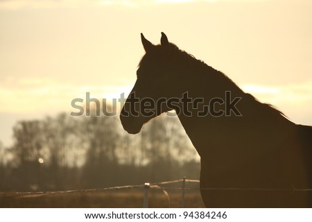 Horse head silhouette on sunset background