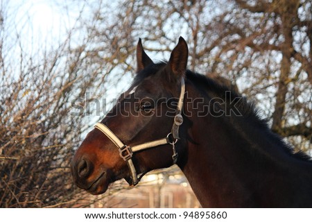Dark bay horse portrait