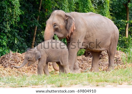 Young Thai elephant walking with her mom
