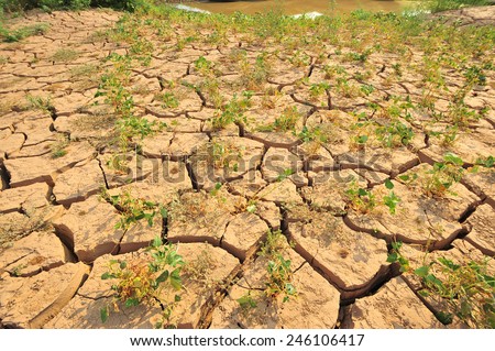 Crack dry land with some plants growing on