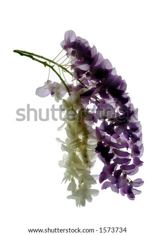 white and purple wisteria