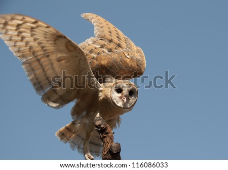 Barn Owl about to take flight