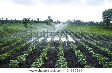 Automatic Sprinkler irrigation system watering in the cotton farm. Maharashtra, India