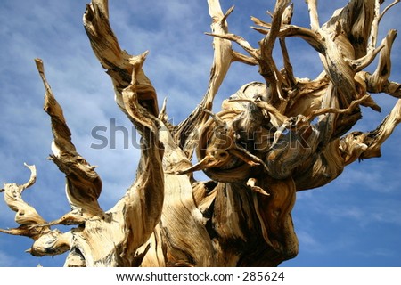 gnarled pine