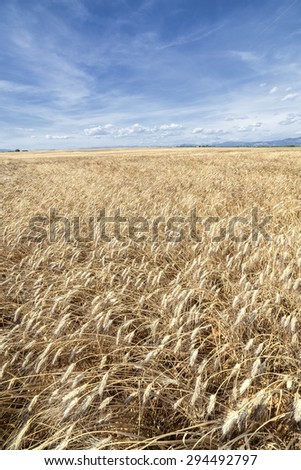 Vertical panorama of a yellow wheat fields