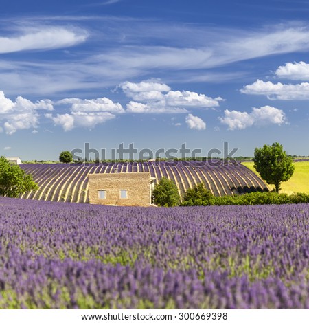 Provencal house among the lavender fields, France