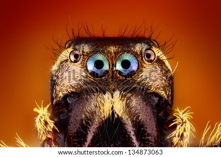 Extreme Sharp close up of Jumping Spider Face