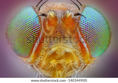 Extreme sharp macro portrait of small fly head taken with 25x microscope objective stacked from many shots into one very sharp photo