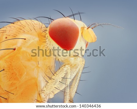 Extreme sharp and detailed macro portrait of small fly head taken with microscope objective stacked from many shots into one very sharp photo