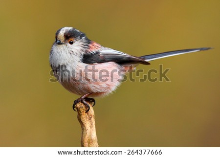 Long tailed tit bird in the wild