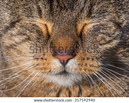 Cat portrait with closed eyes.