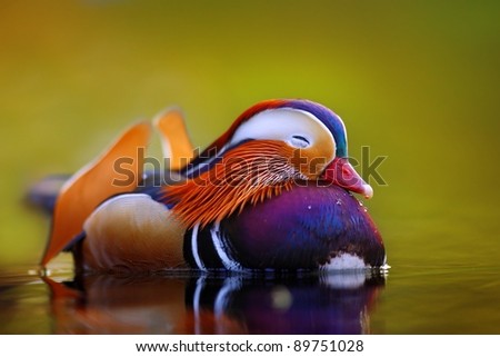 Mandarin duck floating and calm on the water