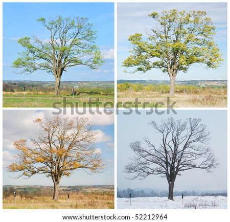 Four seasons tree