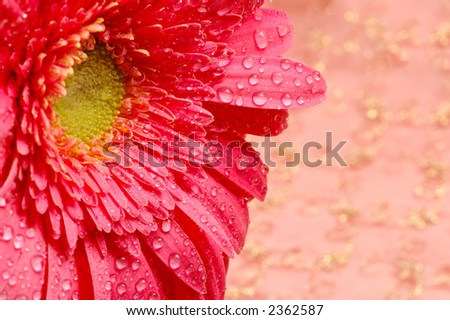 Close-up of a pink daisy in a silk golden background with water droplets