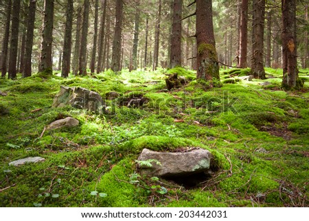 Old fairy forest with moss and stones on foreground in mountains